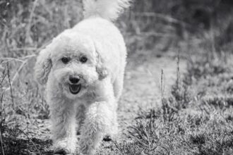 découvrez le phénomène du 'dog fever' ! plongez dans l'univers de la passion pour les chiens, entre conseils d'élevage, soins, tendances de mode canine et anecdotes touchantes. que vous soyez un amoureux des chiens ou simplement curieux, explorez tout ce qui rend ces compagnons à quatre pattes si spéciaux.