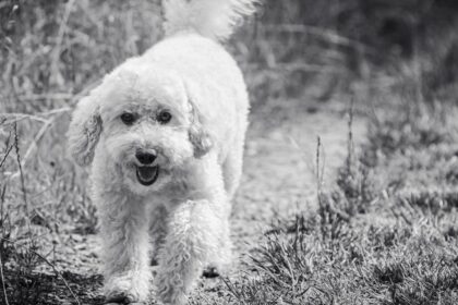 découvrez le phénomène du 'dog fever' ! plongez dans l'univers de la passion pour les chiens, entre conseils d'élevage, soins, tendances de mode canine et anecdotes touchantes. que vous soyez un amoureux des chiens ou simplement curieux, explorez tout ce qui rend ces compagnons à quatre pattes si spéciaux.