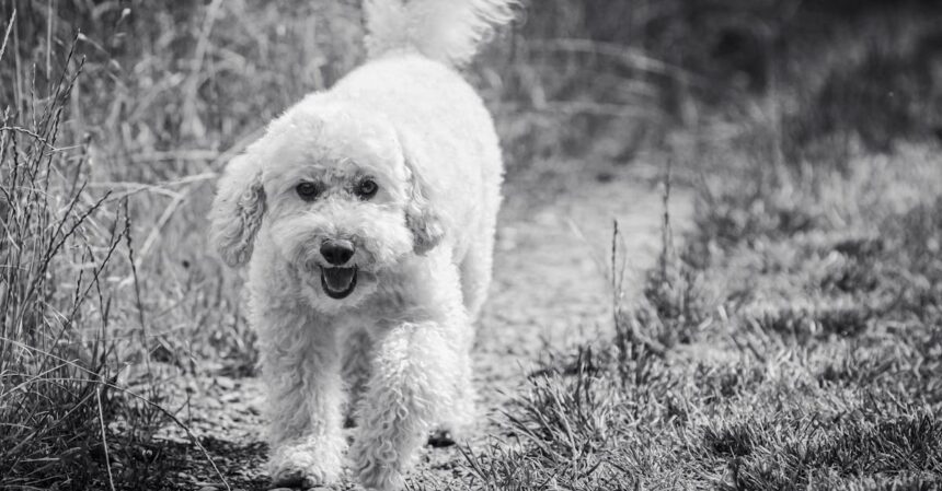 découvrez le phénomène du 'dog fever' ! plongez dans l'univers de la passion pour les chiens, entre conseils d'élevage, soins, tendances de mode canine et anecdotes touchantes. que vous soyez un amoureux des chiens ou simplement curieux, explorez tout ce qui rend ces compagnons à quatre pattes si spéciaux.