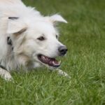 découvrez tout sur la passion canine à travers 'dog fever'. explorez des conseils sur le soin des chiens, des anecdotes amusantes et des astuces pour renforcer le lien avec votre compagnon à quatre pattes. plongez dans l'univers des amoureux des chiens et partagez votre enthousiasme!