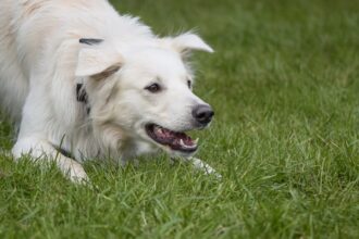 découvrez tout sur la passion canine à travers 'dog fever'. explorez des conseils sur le soin des chiens, des anecdotes amusantes et des astuces pour renforcer le lien avec votre compagnon à quatre pattes. plongez dans l'univers des amoureux des chiens et partagez votre enthousiasme!