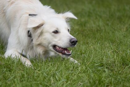 découvrez tout sur la passion canine à travers 'dog fever'. explorez des conseils sur le soin des chiens, des anecdotes amusantes et des astuces pour renforcer le lien avec votre compagnon à quatre pattes. plongez dans l'univers des amoureux des chiens et partagez votre enthousiasme!