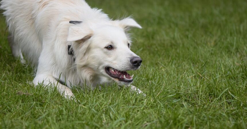 découvrez tout sur la passion canine à travers 'dog fever'. explorez des conseils sur le soin des chiens, des anecdotes amusantes et des astuces pour renforcer le lien avec votre compagnon à quatre pattes. plongez dans l'univers des amoureux des chiens et partagez votre enthousiasme!