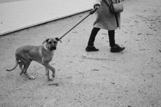 découvrez le phénomène de l'engouement pour les chiens avec 'dog fever'. plongez dans l'univers canin, explorez les tendances, les soins et les anecdotes fascinantes sur nos compagnons à quatre pattes. une passion qui unit les amoureux des chiens du monde entier !