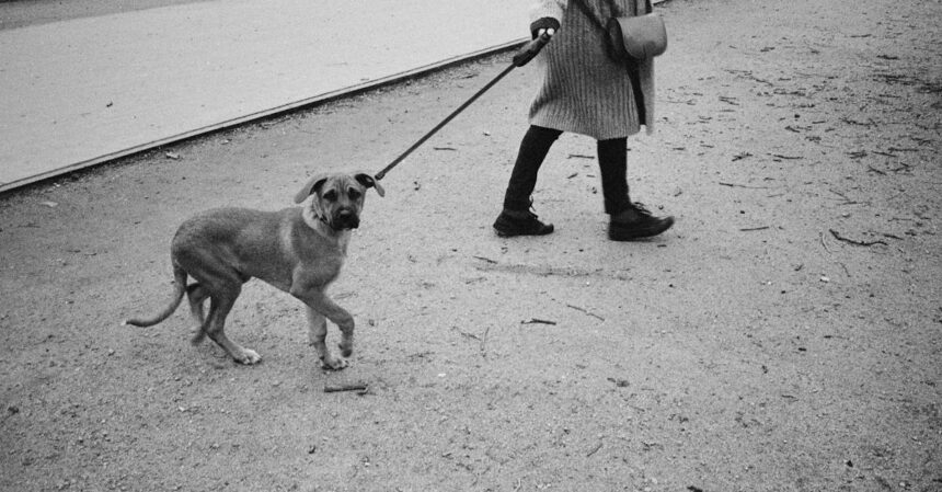 découvrez le phénomène de l'engouement pour les chiens avec 'dog fever'. plongez dans l'univers canin, explorez les tendances, les soins et les anecdotes fascinantes sur nos compagnons à quatre pattes. une passion qui unit les amoureux des chiens du monde entier !