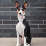 découvrez comment détecter la fièvre chez votre chien grâce à des méthodes simples et efficaces. assurez-vous de la santé de votre compagnon à quatre pattes avec des conseils utiles et des techniques de surveillance adaptées.