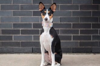 découvrez comment détecter la fièvre chez votre chien grâce à des méthodes simples et efficaces. assurez-vous de la santé de votre compagnon à quatre pattes avec des conseils utiles et des techniques de surveillance adaptées.