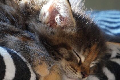 découvrez le phénomène de dormance, un état de repos chez les plantes et les animaux qui leur permet de survivre aux conditions défavorables. explorez les mécanismes biologiques derrière cette stratégie d'adaptation essentielle et son importance pour la biodiversité et l'écosystème.