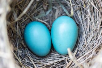 découvrez des conseils et des informations sur la fertilité pour vous aider à concevoir. explorez les facteurs influençant la fertilité, les traitements disponibles et les moyens naturels d'optimiser vos chances de grossesse.