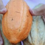 découvrez tout ce qu'il faut savoir sur les intolérances alimentaires : symptômes, effets sur la santé, conseils pratiques et solutions pour adapter votre alimentation sans compromettre votre bien-être.