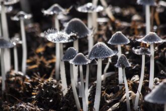 découvrez tout sur les infections fongiques : symptômes, causes, traitements et conseils pour prévenir ces infections. informez-vous sur les maladies causées par les champignons et apprenez à protéger votre santé.