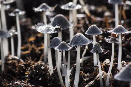 découvrez tout sur les infections fongiques : symptômes, causes, traitements et conseils pour prévenir ces infections. informez-vous sur les maladies causées par les champignons et apprenez à protéger votre santé.