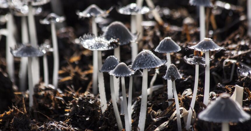 découvrez tout sur les infections fongiques : symptômes, causes, traitements et conseils pour prévenir ces infections. informez-vous sur les maladies causées par les champignons et apprenez à protéger votre santé.