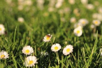 découvrez tout ce que vous devez savoir sur le pollen de graminées : son impact sur les allergies saisonnières, ses périodes de pollinisation et des conseils pour atténuer ses effets. restez informé et protégez votre santé durant la saison des pollens.