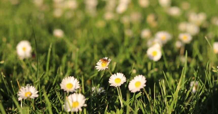 découvrez tout ce que vous devez savoir sur le pollen de graminées : son impact sur les allergies saisonnières, ses périodes de pollinisation et des conseils pour atténuer ses effets. restez informé et protégez votre santé durant la saison des pollens.