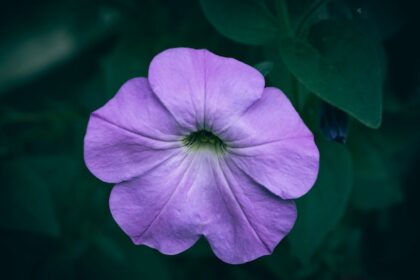 découvrez les périodes de croissance rapide, appelées 'growth spurt', qui touchent les enfants et adolescents. apprenez comment ces phases influencent leur développement physique, émotionnel et psychosocial, ainsi que des conseils pour les accompagner durant ces changements importants.