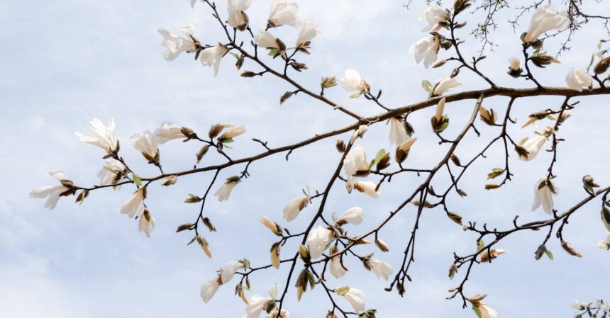 découvrez tout sur les poussées de croissance : périodes clés, symptômes, et conseils pour accompagner cette étape essentielle du développement des enfants. apprenez comment soutenir votre enfant durant ces moments de changements physiques et émotionnels.