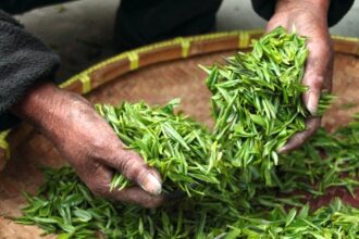 découvrez les bienfaits des infusions de plantes : améliorez votre santé, réduisez le stress et savourez des arômes naturels. plongez dans le monde apaisant des thés aux herbes pour un bien-être au quotidien.