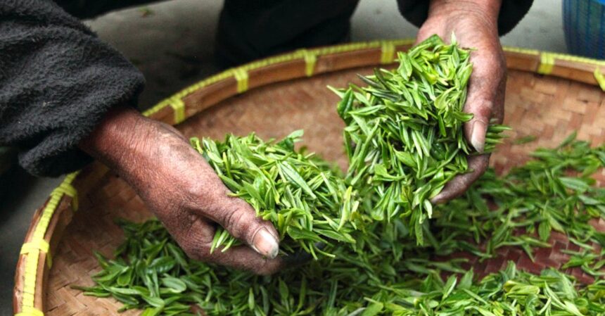 découvrez les bienfaits des infusions de plantes : améliorez votre santé, réduisez le stress et savourez des arômes naturels. plongez dans le monde apaisant des thés aux herbes pour un bien-être au quotidien.
