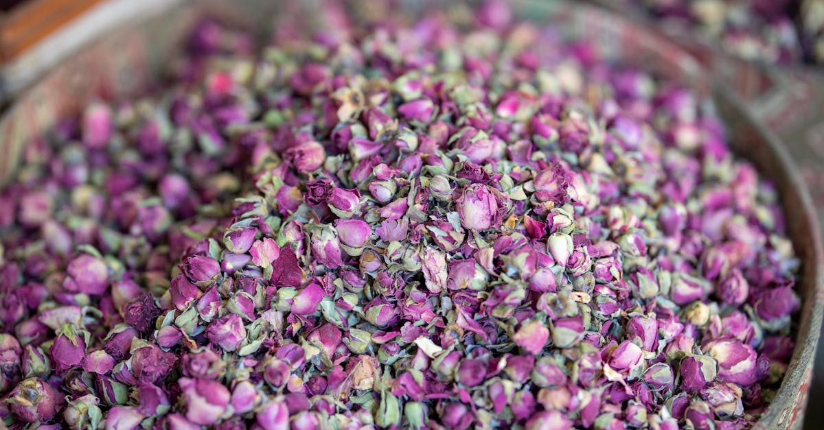 dĂ©couvrez l'univers apaisant des tisanes naturelles. nos infusions aux plantes offrent des bienfaits variĂ©s pour votre santĂ© et votre bien-ĂȘtre. explorez des saveurs uniques et laissez-vous sĂ©duire par les vertus des herbes et plantes mĂ©dicinales.