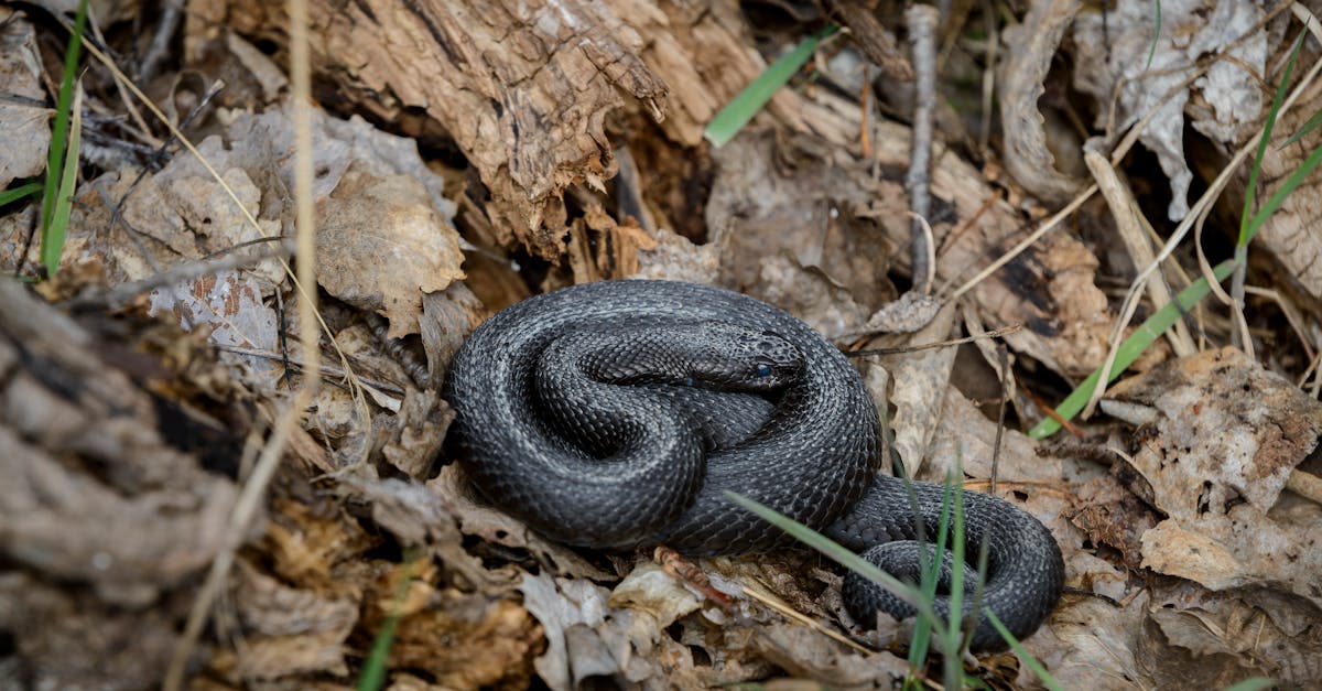 découvrez tout ce que vous devez savoir sur l'herpès, y compris ses symptômes, ses causes, les traitements disponibles et des conseils pour gérer cette infection virale. informez-vous pour mieux comprendre et vivre avec l'herpès.