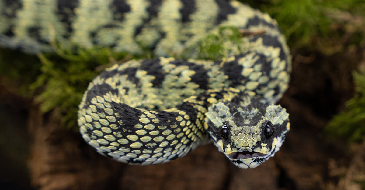 découvrez tout ce que vous devez savoir sur l'herpès, ses symptômes, ses traitements et les moyens de prévenir la contamination. informez-vous pour mieux gérer cette infection virale courante.