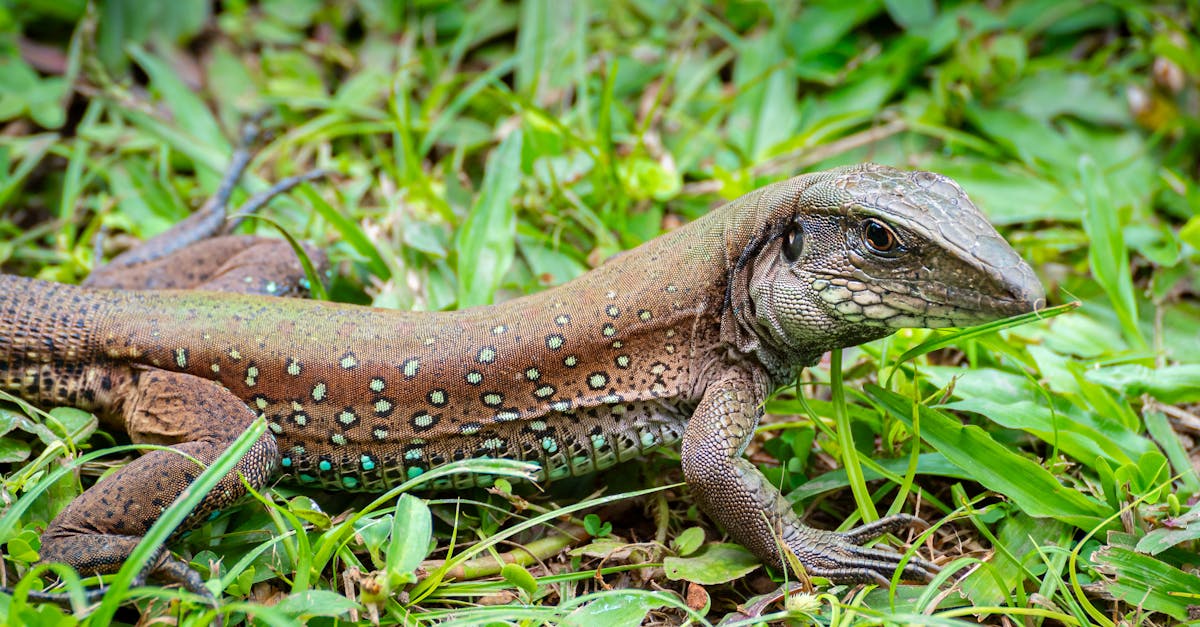 découvrez tout ce qu'il faut savoir sur l'herpès : causes, symptômes, traitements et conseils pour vivre avec cette infection virale. informez-vous sur les différents types d'herpès et les meilleures pratiques pour prévenir sa transmission.