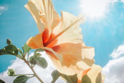 découvrez les merveilles de l'hibiscus, une plante aux fleurs flamboyantes aux multiples vertus. apprenez-en plus sur ses bienfaits pour la santé, son utilisation dans les infusions et son rôle dans la beauté naturelle. plongez dans l'univers coloré et apaisant de l'hibiscus !