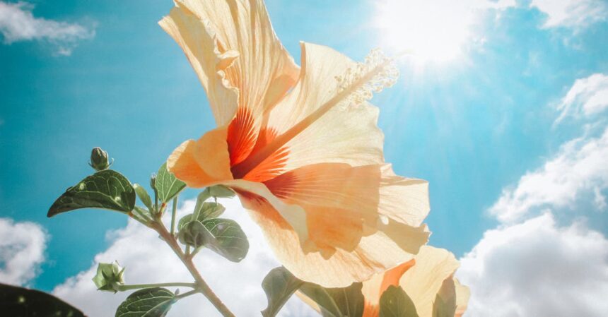 découvrez les merveilles de l'hibiscus, une plante aux fleurs flamboyantes aux multiples vertus. apprenez-en plus sur ses bienfaits pour la santé, son utilisation dans les infusions et son rôle dans la beauté naturelle. plongez dans l'univers coloré et apaisant de l'hibiscus !