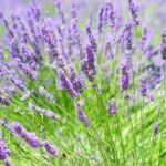 découvrez les bienfaits de l'homéopathie, une approche douce et naturelle de la santé. apprenez comment elle peut vous aider à traiter divers maux et à améliorer votre bien-être au quotidien.