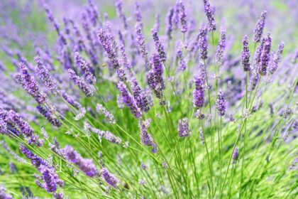 découvrez l'homéopathie, une approche douce et naturelle de la santé. explorez ses bienfaits, ses principes de fonctionnement et comment elle peut compléter vos soins médicaux traditionnels pour un bien-être optimal.