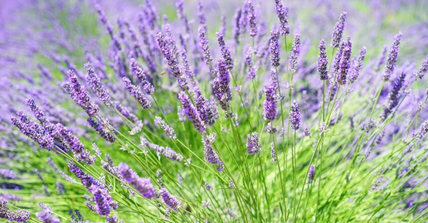 découvrez l'homéopathie, une approche douce et naturelle de la santé. explorez ses bienfaits, ses principes de fonctionnement et comment elle peut compléter vos soins médicaux traditionnels pour un bien-être optimal.