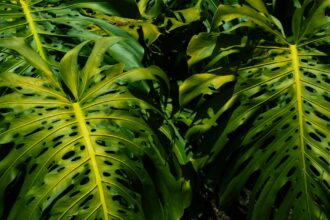découvrez tout sur l'humidité : ses causes, ses effets sur la santé et l'environnement, ainsi que des conseils pour la mesurer et la réguler dans votre maison.