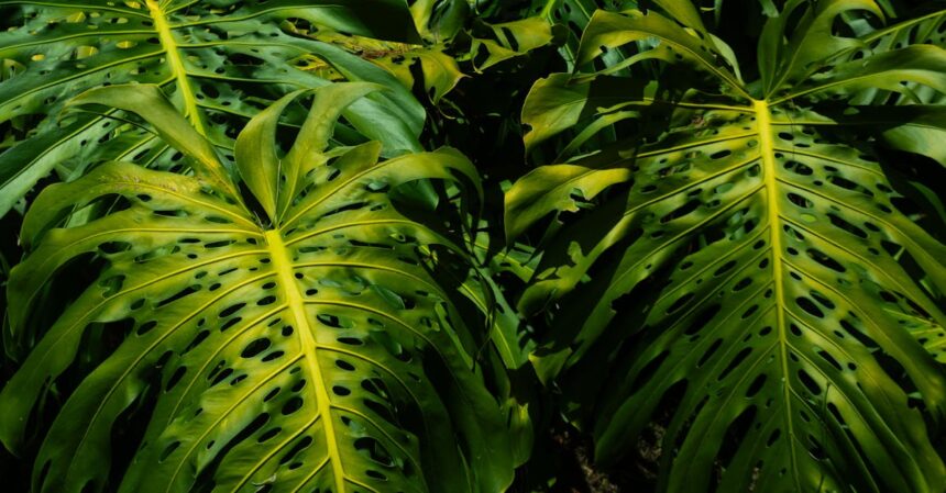 découvrez tout sur l'humidité : ses causes, ses effets sur la santé et l'environnement, ainsi que des conseils pour la mesurer et la réguler dans votre maison.
