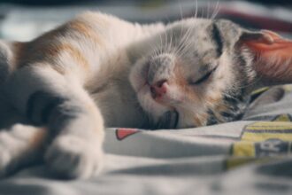 découvrez le monde adorable des chatons endormis ! plongez dans notre galerie de photos et vidéos de petits félins en train de roupiller paisiblement. un véritable régal pour les amoureux des animaux.