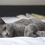 découvrez l'univers adorable des chatons endormis ! cette collection de photos et vidéos émerveille avec des moments attendrissants de ces petites boules de poils en train de roupiller. parfait pour les amoureux des chats en quête de douceur et de réconfort, plongez dans la magie du sommeil félin.