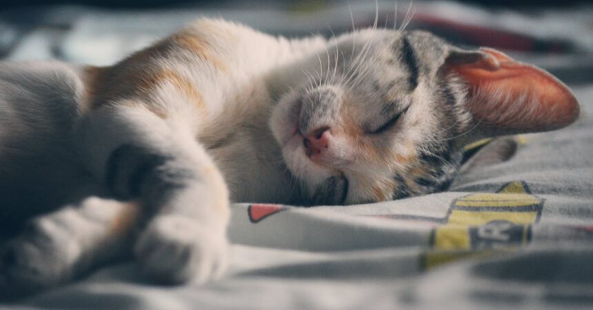 découvrez le monde adorable des chatons endormis ! plongez dans notre galerie de photos et vidéos de petits félins en train de roupiller paisiblement. un véritable régal pour les amoureux des animaux.