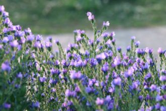 découvrez les nombreux bienfaits de la lavande, de son pouvoir apaisant à ses propriétés antioxydantes. apprenez comment cette plante aromatique peut améliorer votre bien-être physique et mental, favoriser le sommeil et renforcer votre humeur. plongez dans l'univers de la lavande et transformez votre quotidien grâce à ses vertus naturelles.