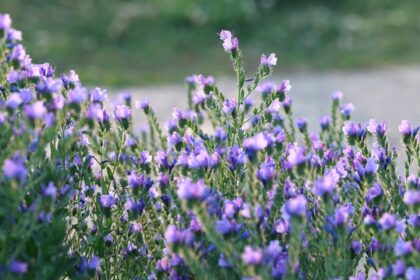 découvrez les nombreux bienfaits de la lavande, de son pouvoir apaisant à ses propriétés antioxydantes. apprenez comment cette plante aromatique peut améliorer votre bien-être physique et mental, favoriser le sommeil et renforcer votre humeur. plongez dans l'univers de la lavande et transformez votre quotidien grâce à ses vertus naturelles.