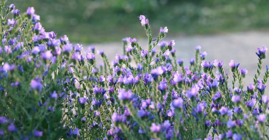découvrez les nombreux bienfaits de la lavande, de son pouvoir apaisant à ses propriétés antioxydantes. apprenez comment cette plante aromatique peut améliorer votre bien-être physique et mental, favoriser le sommeil et renforcer votre humeur. plongez dans l'univers de la lavande et transformez votre quotidien grâce à ses vertus naturelles.