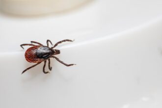 découvrez les risques associés à la rougeole, une maladie virale contagieuse, et apprenez comment elle peut affecter votre santé et celle de vos proches. informez-vous sur les symptômes, les complications et l'importance de la vaccination pour prévenir cette maladie.