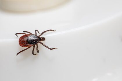 découvrez les risques associés à la rougeole, une maladie virale contagieuse, et apprenez comment elle peut affecter votre santé et celle de vos proches. informez-vous sur les symptômes, les complications et l'importance de la vaccination pour prévenir cette maladie.