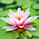découvrez l'art de la méditation pour apaiser votre esprit, réduire le stress et favoriser le bien-être. explorez différentes techniques et conseils pour intégrer la méditation dans votre quotidien et améliorer votre qualité de vie.