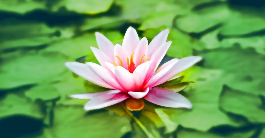 découvrez l'art de la méditation pour apaiser votre esprit, réduire le stress et favoriser le bien-être. explorez différentes techniques et conseils pour intégrer la méditation dans votre quotidien et améliorer votre qualité de vie.
