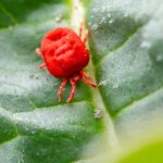 découvrez tout ce que vous devez savoir sur les mites : identification, prévention et solutions pour préserver vos vêtements et aliments des nuisibles. informez-vous sur leur cycle de vie et découvrez des astuces pour combattre ces petits insectes eficacement.