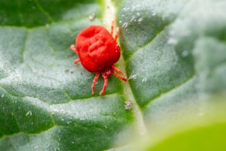 découvrez tout ce que vous devez savoir sur les mites : identification, prévention et solutions pour préserver vos vêtements et aliments des nuisibles. informez-vous sur leur cycle de vie et découvrez des astuces pour combattre ces petits insectes eficacement.