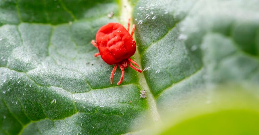 découvrez tout ce que vous devez savoir sur les mites : identification, prévention et solutions pour préserver vos vêtements et aliments des nuisibles. informez-vous sur leur cycle de vie et découvrez des astuces pour combattre ces petits insectes eficacement.
