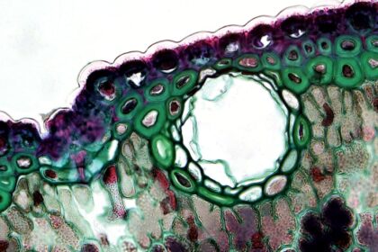 découvrez le rôle essentiel des muqueuses dans le corps humain, leur structure, leurs fonctions et leur importance pour la santé globale. apprenez comment ces membranes protègent les organes et participent à divers processus physiologiques.