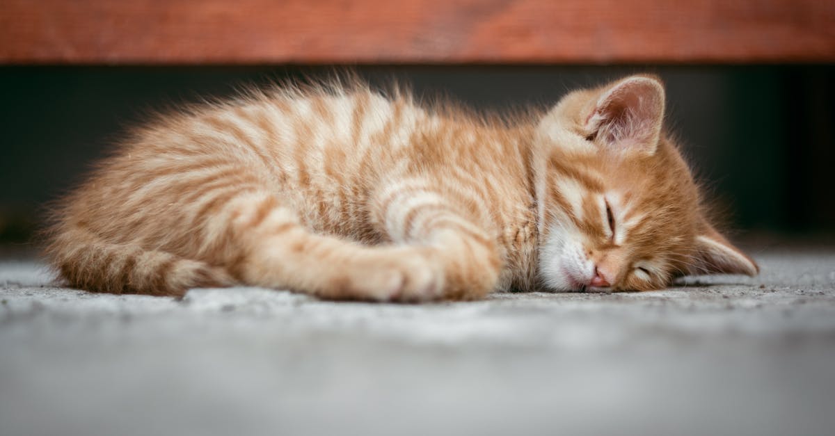 découvrez les bienfaits d'une sieste avec notre guide sur le 'nap'. apprenez comment les courtes siestes peuvent améliorer votre énergie, votre concentration et votre humeur tout au long de la journée.