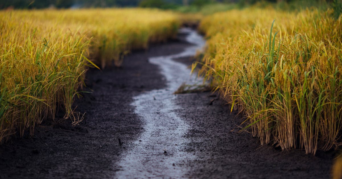 dĂ©couvrez les bienfaits de l'irrigation nasale, une mĂ©thode simple et efficace pour soulager les congestions et amĂ©liorer la santĂ© respiratoire. profitez d'une respiration facilitĂ©e grĂące Ă des techniques naturelles et apprenez comment intĂ©grer cette pratique dans votre routine quotidienne pour un bien-ĂȘtre optimal.